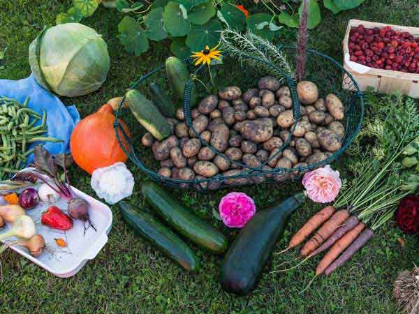 Vegetable Farm