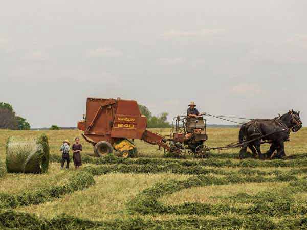 Vegetable Farm