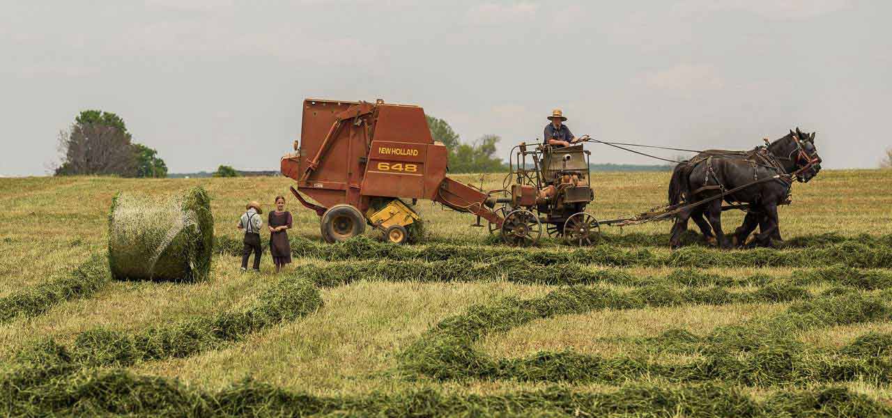 Vegetable Farm